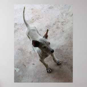 Póster Luk Maa ... Cachorrinho Thai Soi