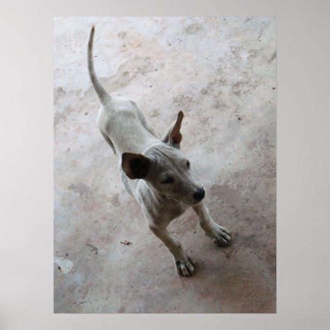 Póster Luk Maa ... Cachorrinho Thai Soi (Frente)
