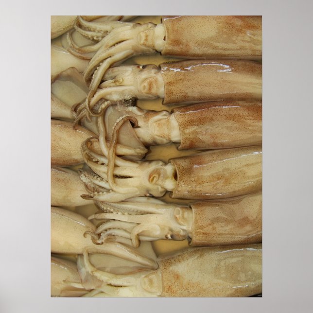 Poster Lula - Calamari (Frente)