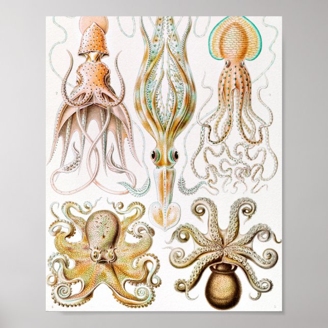 Poster Lula de Octopus, Gamochonia por Ernst Haeckel (Frente)