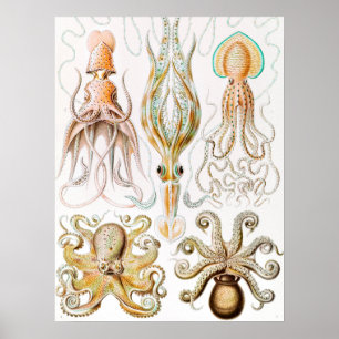 Poster Lula de Octopus, Gamochonia por Ernst Haeckel