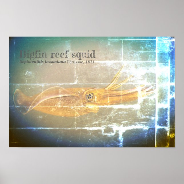 Póster Lula de recife de porco, Sepioteuthis lioniana, (Frente)