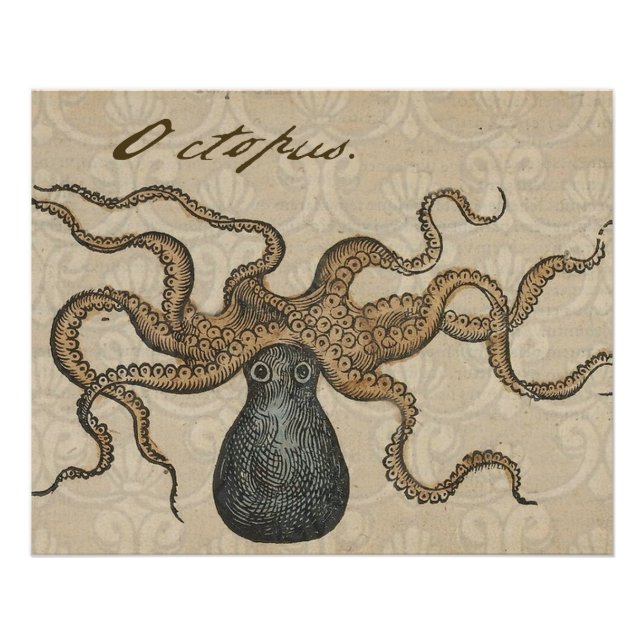 Póster Lula Kraken Antigo Marinho Costeiro Vida Selvagem (Frente)