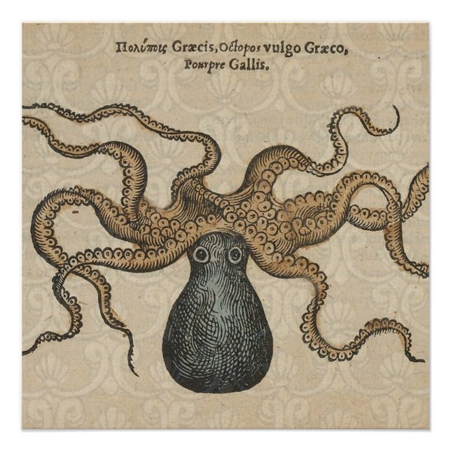 Póster Lula Kraken Antigo Marinho Vida Selvagem Costeira (Frente)