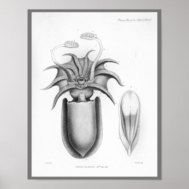 Póster Lula Vintage Cephalopome Sea Creatures Art Impress (Frente)