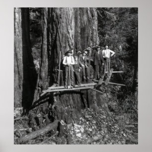 Poster LUMBERJACKS ALTO em uma REDWOOD c. 1889