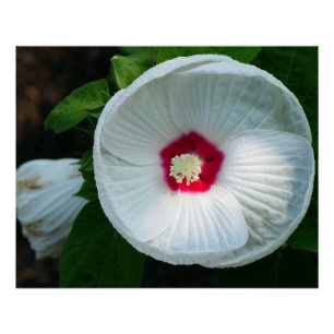 Póster Luna Hibiscus