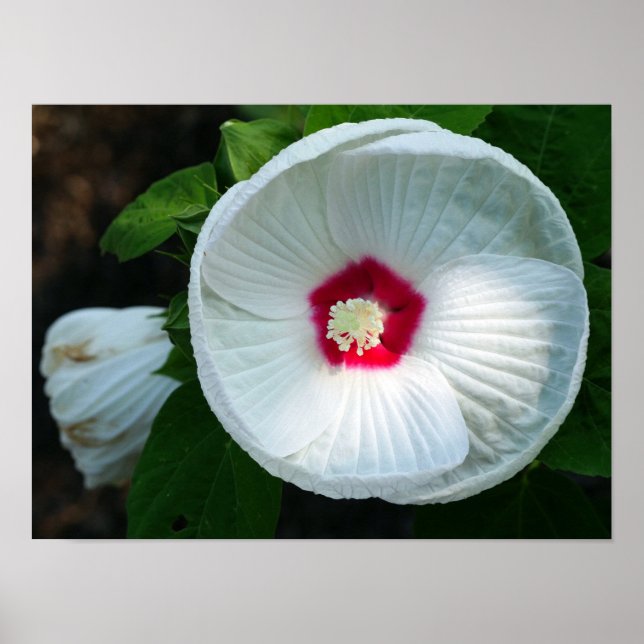 Poster Luna Hibiscus (Frente)