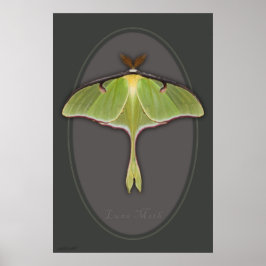 Poster Luna Moth - 24x36 - outros tamanhos disponí