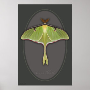 Poster Luna Moth - 24x36 - outros tamanhos disponí