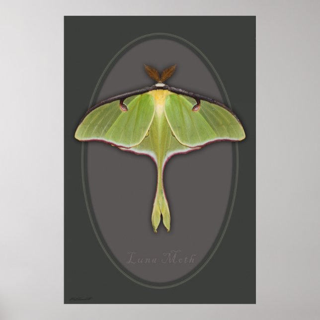 Poster Luna Moth - 24x36 - outros tamanhos disponí (Frente)
