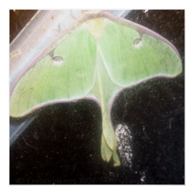 Póster Luna Moth Close-Up (Frente)