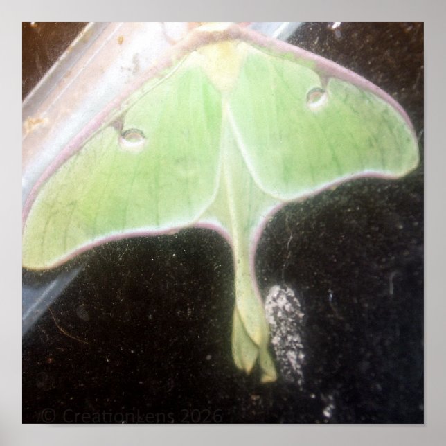Poster Luna Moth Close-Up (Frente)