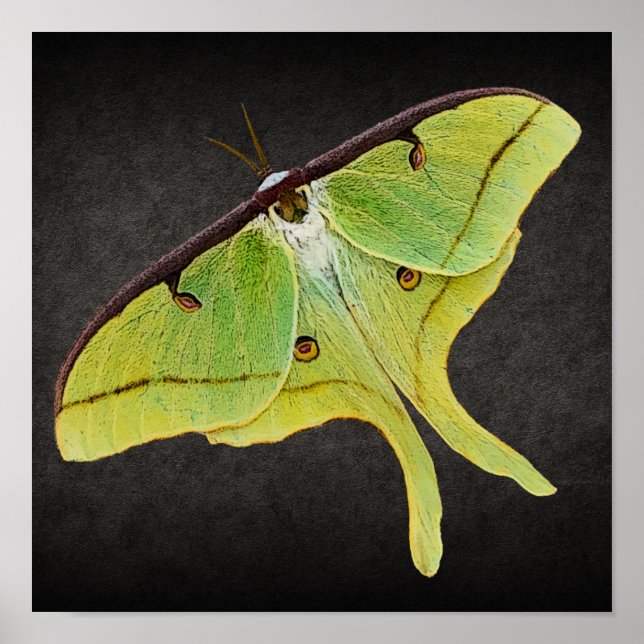 Poster Luna Moth Trabalho de arte em cor vibrante a preto (Frente)