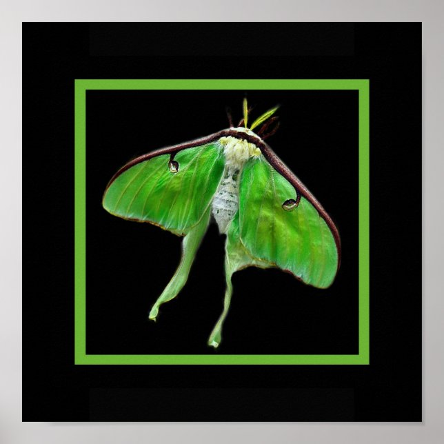 Poster lunablackverticle, LunaonBlackframe (Frente)