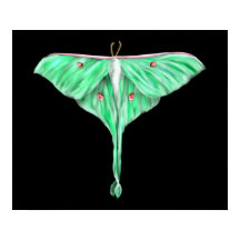 Lunar Verde Ilustrado