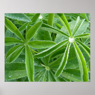 Poster Lupin Deixa Fotografia Botânica