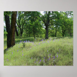 Póster Lupina, Paisagem De Árvore De Oak