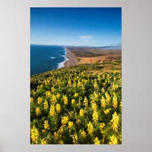Póster Lupine Amarela Acima De Reyes Beach No Ponto