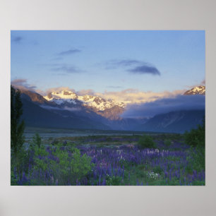 Poster Lupine and the Main Divide, Arthur's Pass, South