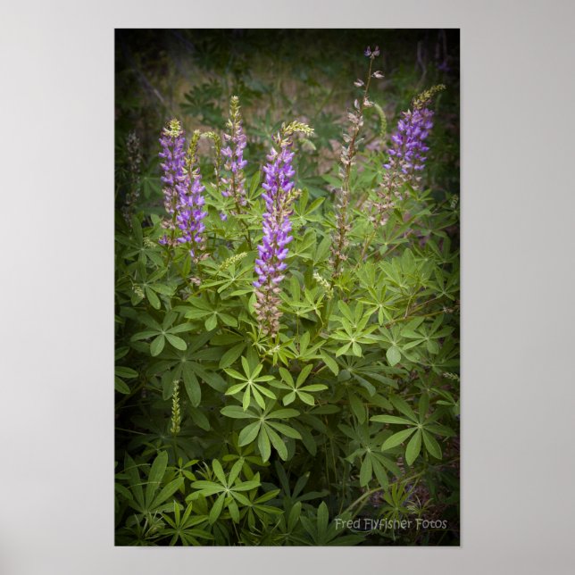 Póster Lupine Vignette (Frente)