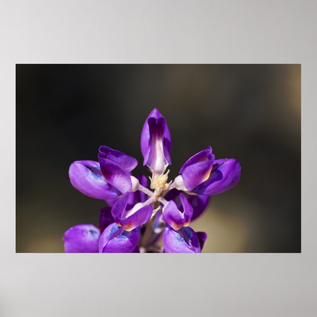 Póster Lupine Wonder (Frente)