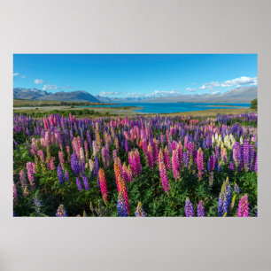 Poster Lupines de Russle no lago Tekapo   Nova Zelândia