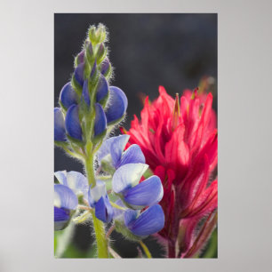 Poster Lupino Prateado, Pincel de Lavanda