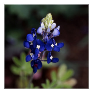 Póster Lupinus texensis - Texas Bluebonnet Poster