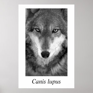 Póster Lúpus de Canis do lobo de madeira #1