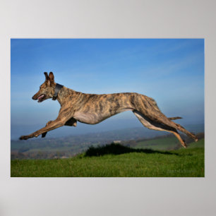 Póster Lurcher Brindled de Sighthound do galgo do cão do