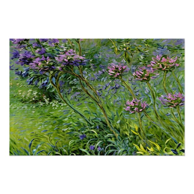 Póster Lush e Vibrante Representação das Flores de Agapan (Frente)