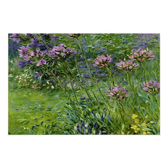 Póster Lush e Vibrante Representação das Flores de Agapan (Frente)