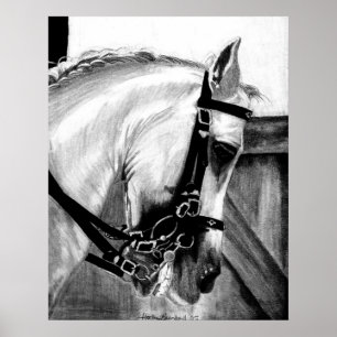 Póster Lusitano Dressage Horse Portrait