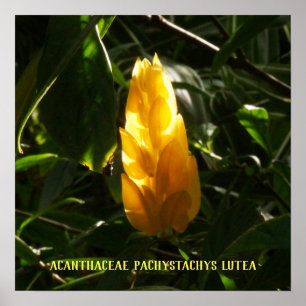 Poster Lutea de Pachystachys do Acanthaceae - vela