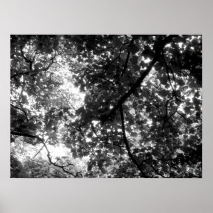 Póster Luz através das árvores