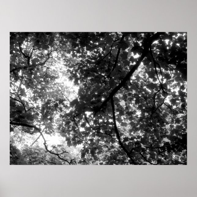 Póster Luz através das árvores (Frente)