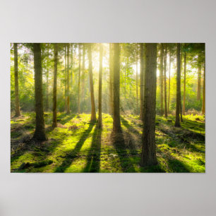 Poster Luz bonita da floresta
