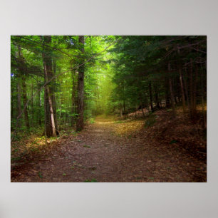 Póster Luz da floresta
