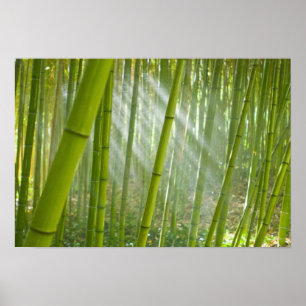 Póster Luz da manhã filtrando através do bambu