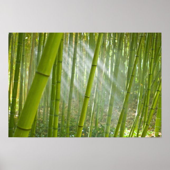 Póster Luz da manhã filtrando através do bambu (Frente)