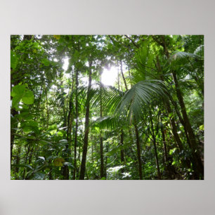 Poster Luz do sol através da capa tropical da floresta tr