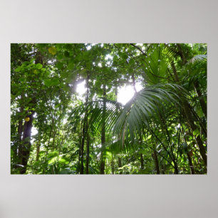 Poster Luz do sol através da capa tropical da floresta tr