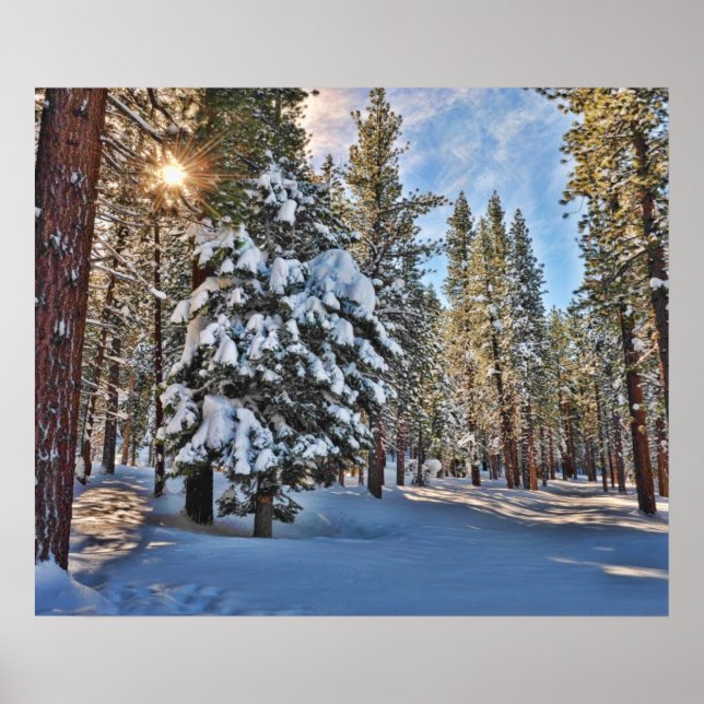 Póster Luz do sol através da floresta (Frente)