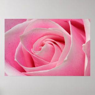 Póster Luz - rosa 01 do rosa