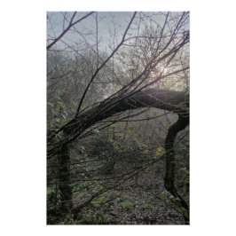 Póster Luz Silenciosa da Floresta – Fotografia Minimalist