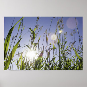 Poster Luz solar através da grama