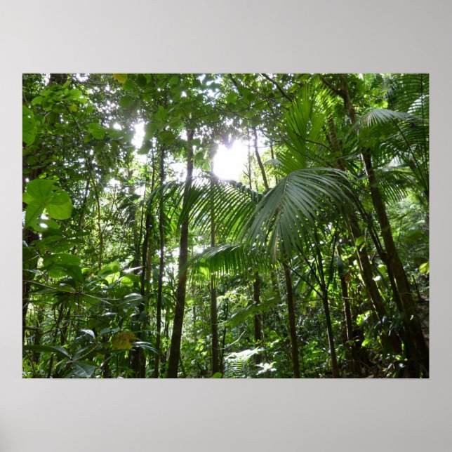 Poster Luz Solar Através do Dossel da Floresta Tropical V (Frente)