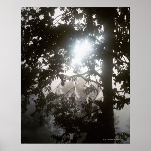 Póster Luz solar da manhã através da folha da selva