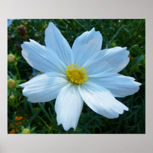 Poster Luz solar na Flor Floral Branca do Cosmos